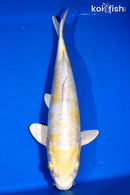 15" DOITSU LEMON HARIWAKE