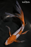 9.5" OCHIBA SHIGURE BUTTERFLY