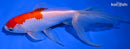 7" WATONAI GOLDFISH