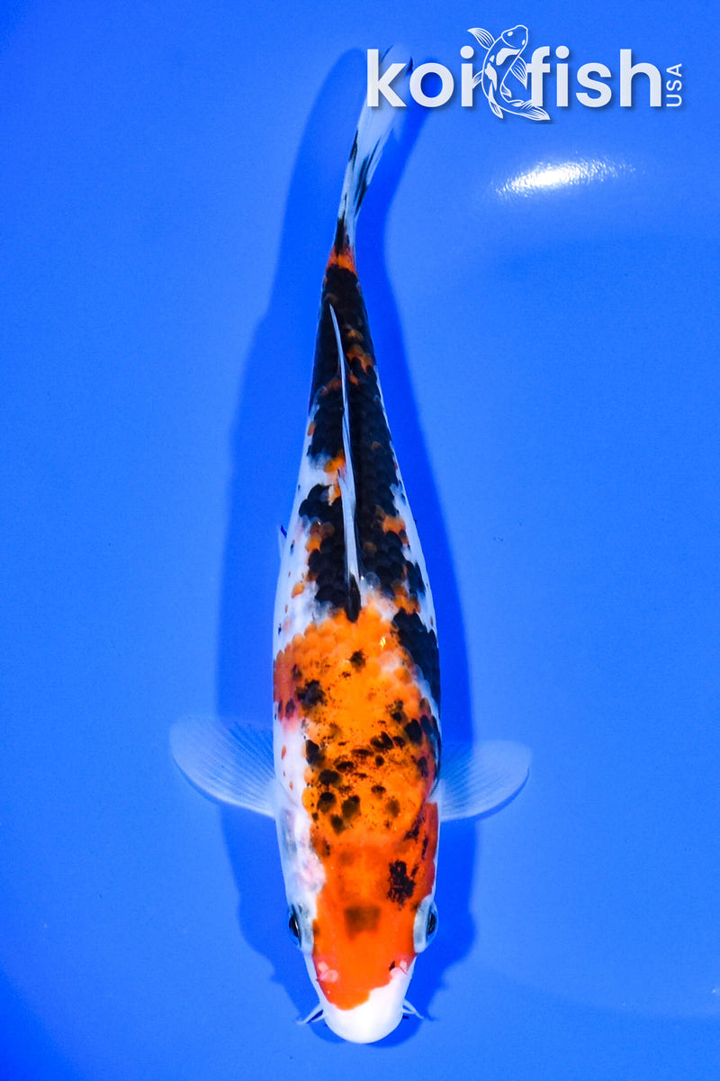 Koi Fish for Sale | Buy Koi Online | Koi Fish USA – Tagged