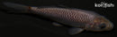 4.25" SORAGOI