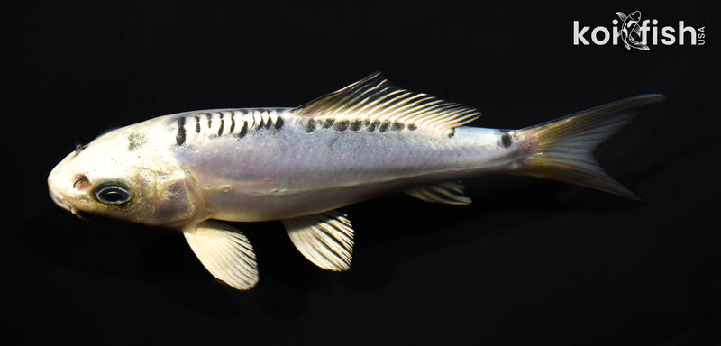 5.5" DOITSU GIN MATSUBA