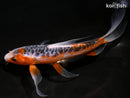 7.75" HI SHUSUI BUTTERFLY