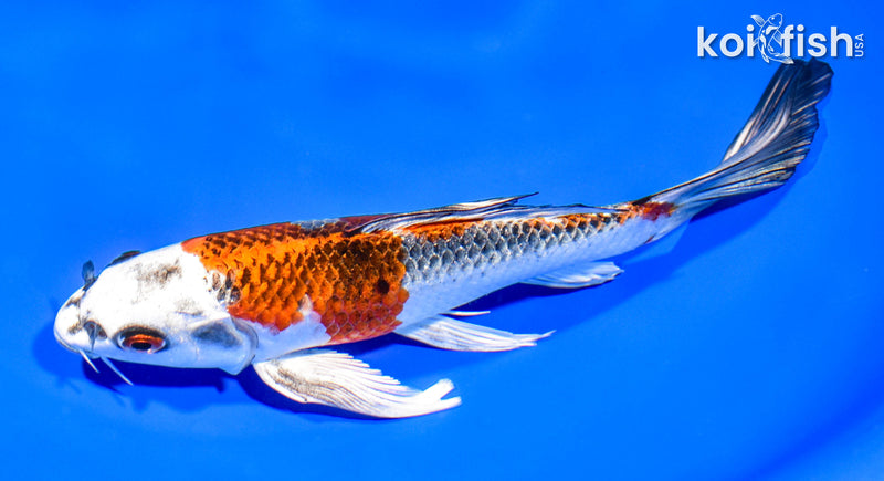 7.5" KUJAKU BUTTERFLY