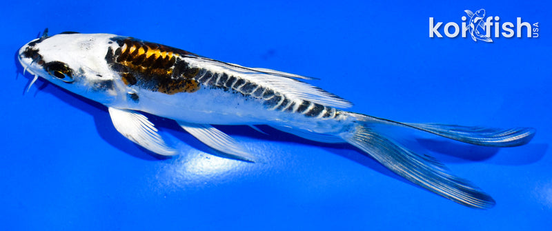 5" KIN KIKOKURYU BUTTERFLY