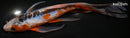 8.75" SHUSUI BUTTERFLY