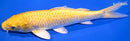 8" YAMABUKI OGON