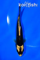 5.5" KABUTO