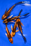 PACK OF (5) 5.25-5.5" BUTTERFLY KOI