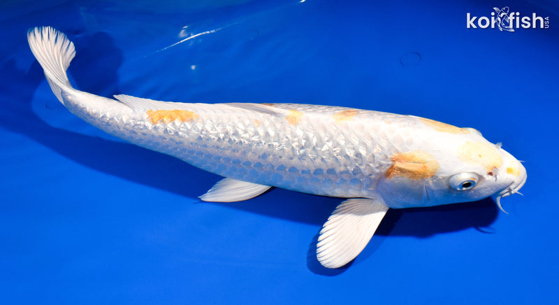 14.5" GINRIN HARIWAKE