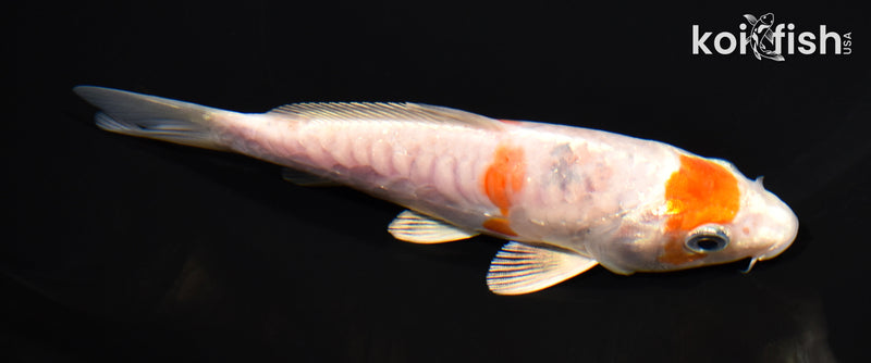 5.5" HARIWAKE