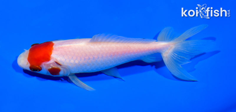 5" MARUTEN WATONAI GOLDFISH