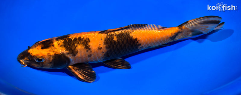 11" KIN HI UTSURI