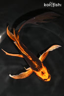 8" KIN ORENJI MATSUBA BUTTERFLY