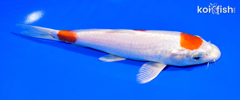 7.25" HARIWAKE