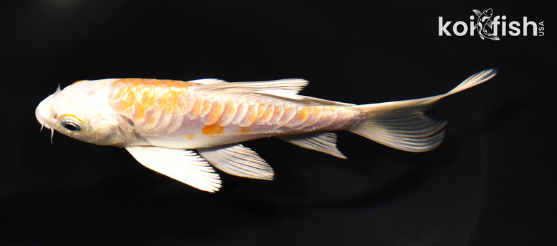 5" ARAGOKE HARIWAKE BUTTERFLY