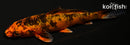 4.5" KIN HI UTSURI