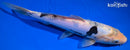 10.75" DOITSU SHIRO BEKKO