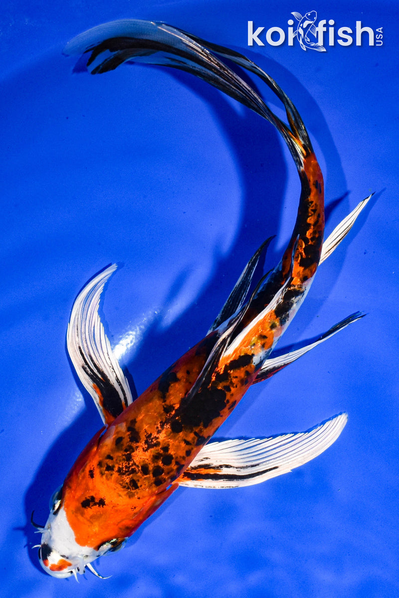 9" YAMATO NISHIKI BUTTERFLY