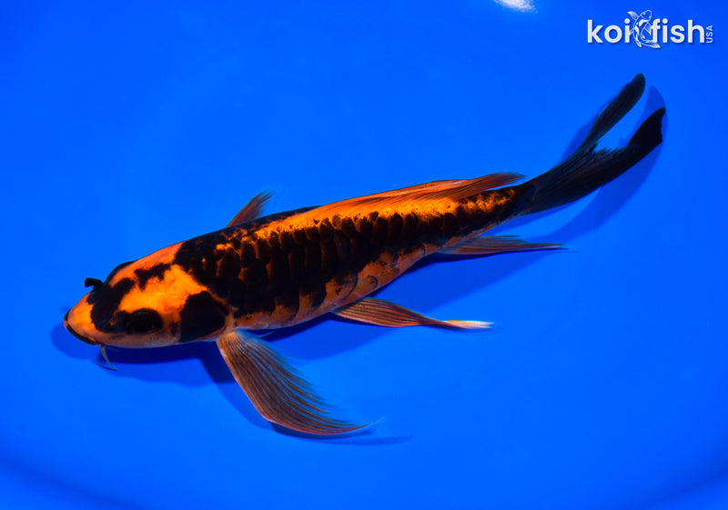 8.25" ARAGOKE ORENJI MATSUBA BUTTERFLY