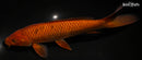 9.25" CHAGOI
