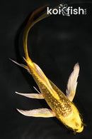 5.25" GINRIN KIN KI MATSUBA BUTTERFLY