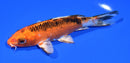 6.25" KUJAKU