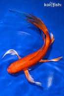 9" ORENJI OGON BUTTERFLY