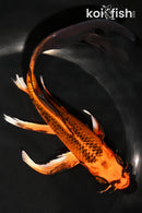 8.25" KIN ORENJI MATSUBA BUTTERFLY