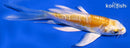 4.5" DOITSU LEMON HARIWAKE BUTTERFLY