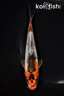 6.25" KAWARIGOI