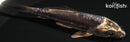 4.25" KIKOKURYU