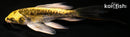 5" KIN KIKOKURYU BUTTERFLY