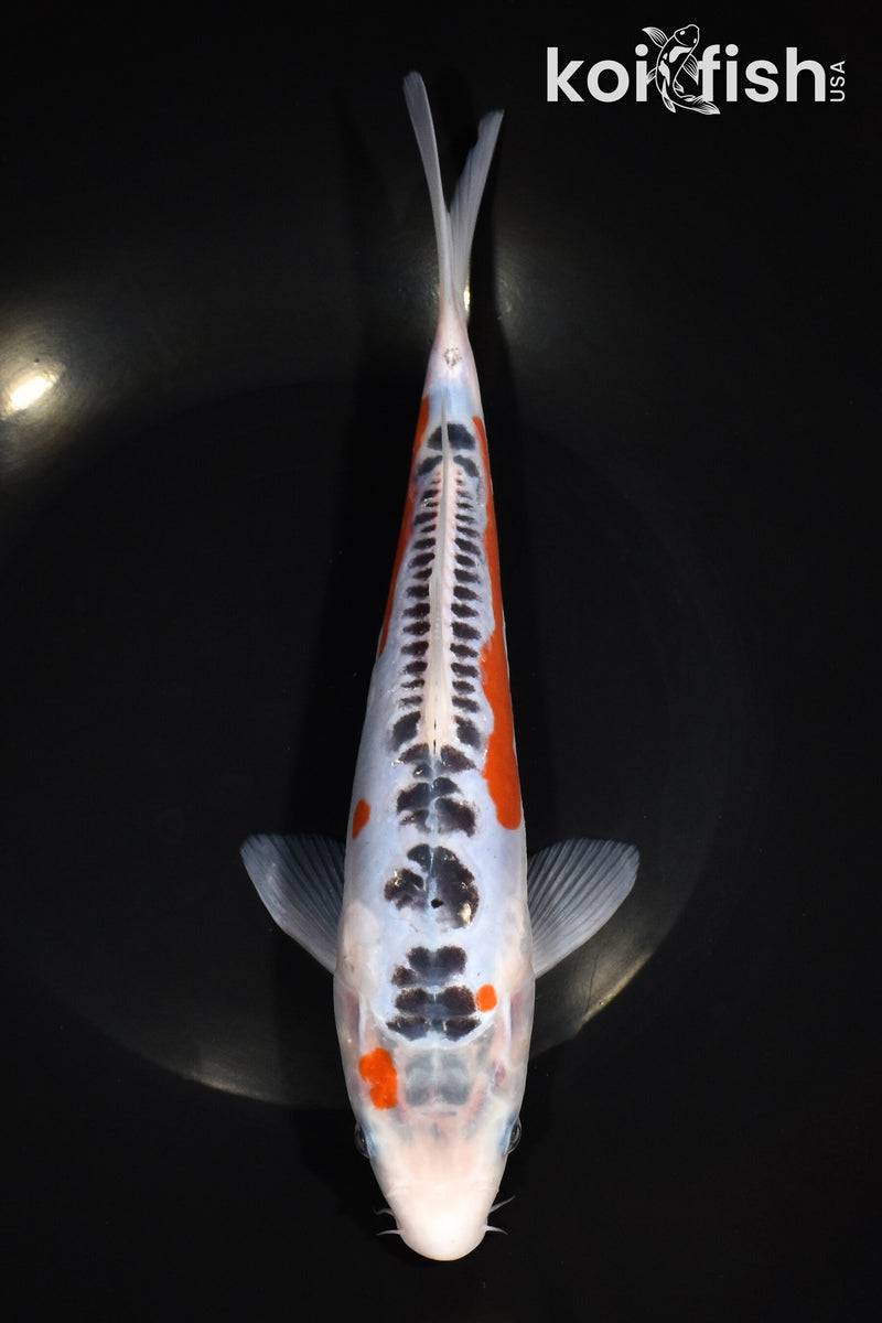 10" HI SHUSUI