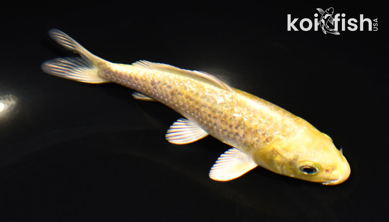 5.5" GINRIN YAMABUKI OGON