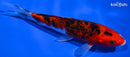 6" AKA SANKE