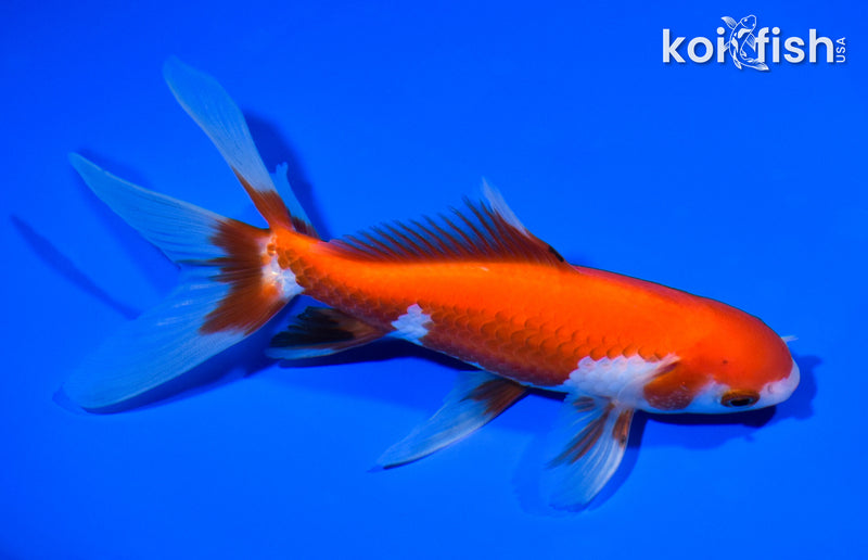 6" WATONAI GOLDFISH