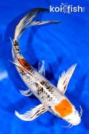 10.5" YAMATO NISHIKI BUTTERFLY