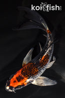 6" GINRIN BENI GINGA BUTTERFLY