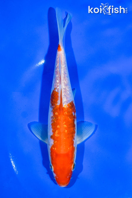 6.5" GINRIN KOHAKU
