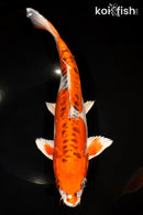 13.5" DOITSU KUJAKU