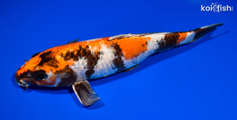 11.5" KIN SHOWA