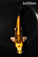 6.25" ARAGOKE BENI KIKOKURYU