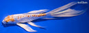 9.25" KIKUSUI BUTTERFLY