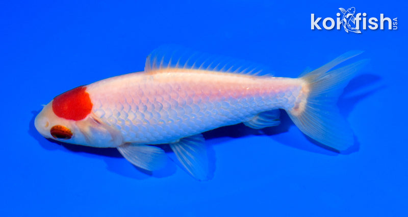 4.75" WAKIN GOLDFISH