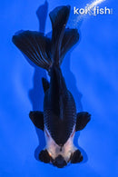 4.25" TELESCOPE FANTAIL GOLDFISH