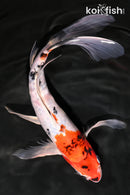 10" SANKE BUTTERFLY