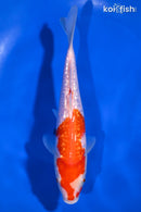 7.75" GINRIN KOHAKU