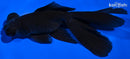 5.25" TELESCOPE FANTAIL GOLDFISH