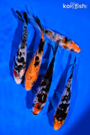 PACK OF (5) 4-5" SANKE KOI